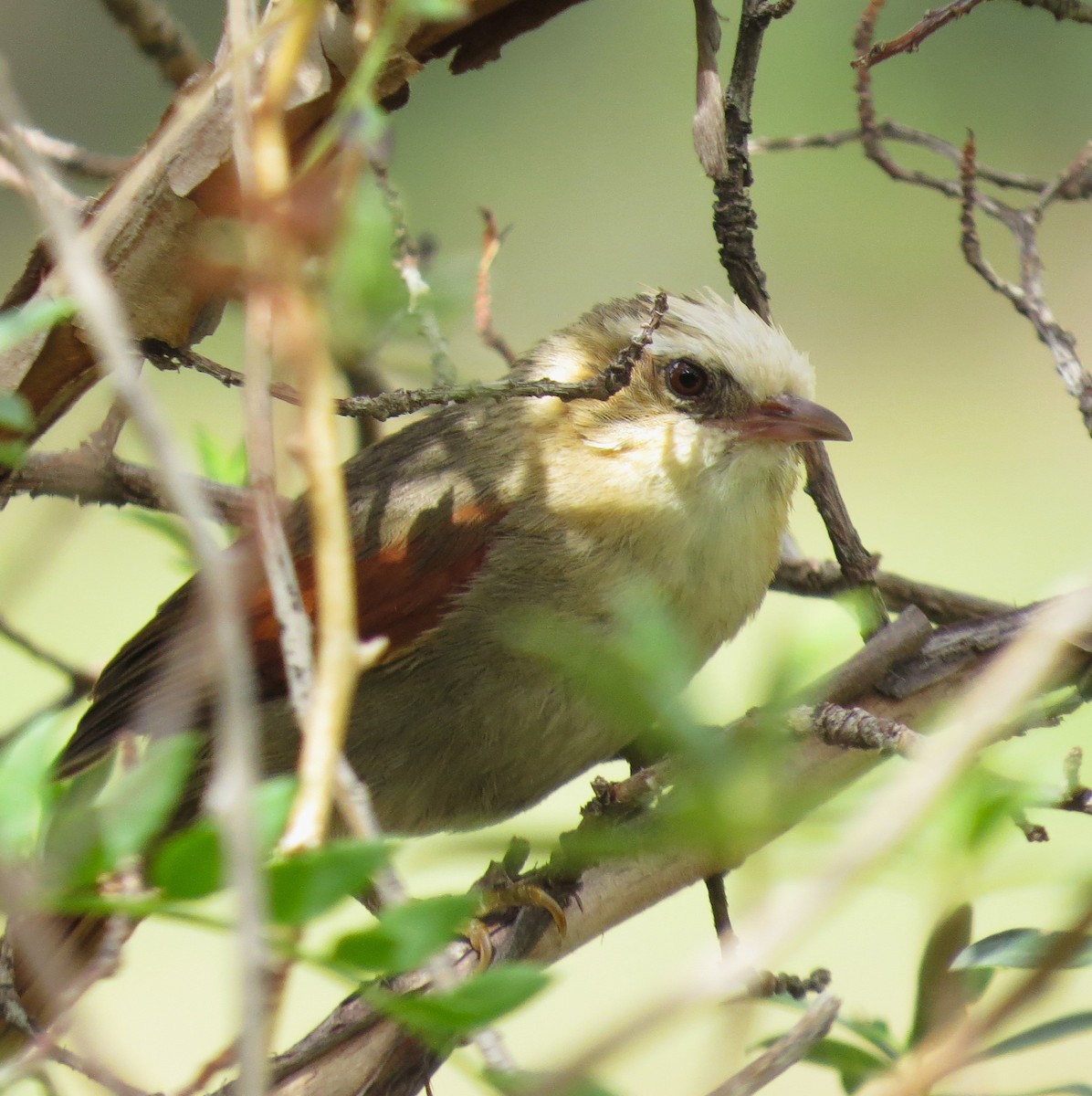 Creamy-crested Spinetail - ML612580950