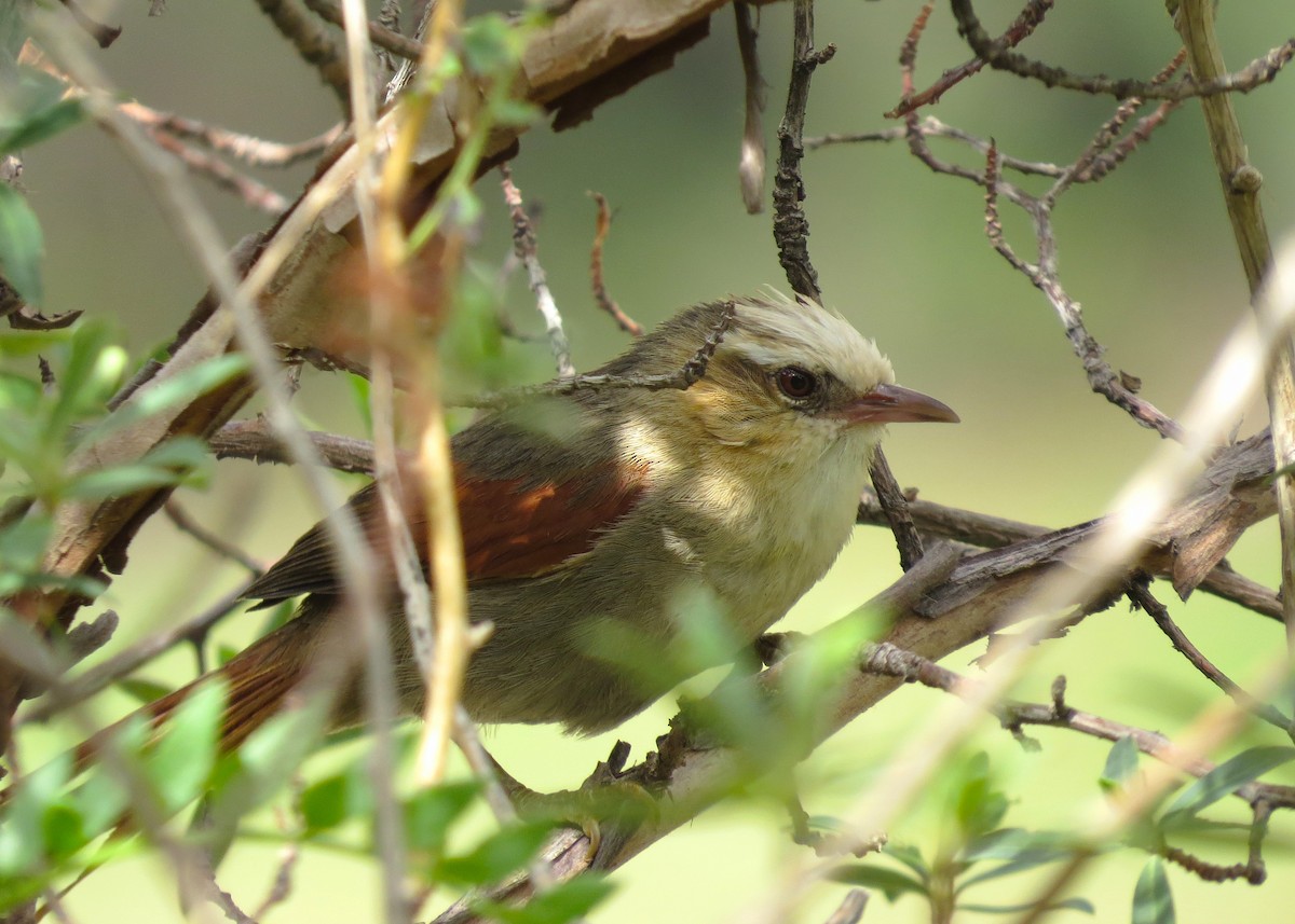 Creamy-crested Spinetail - ML612580951