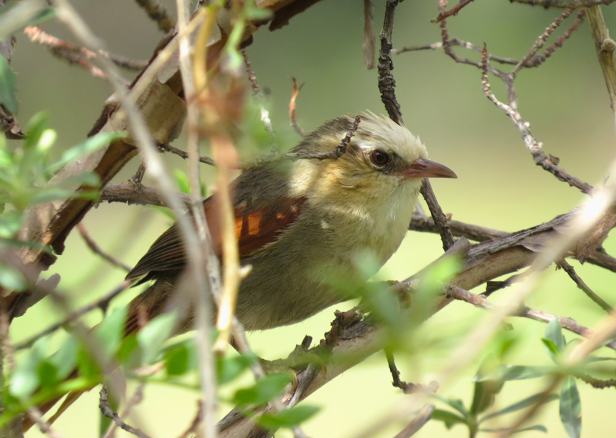 Creamy-crested Spinetail - ML612580952