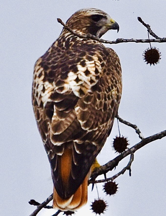 Red-tailed Hawk - ML612581168