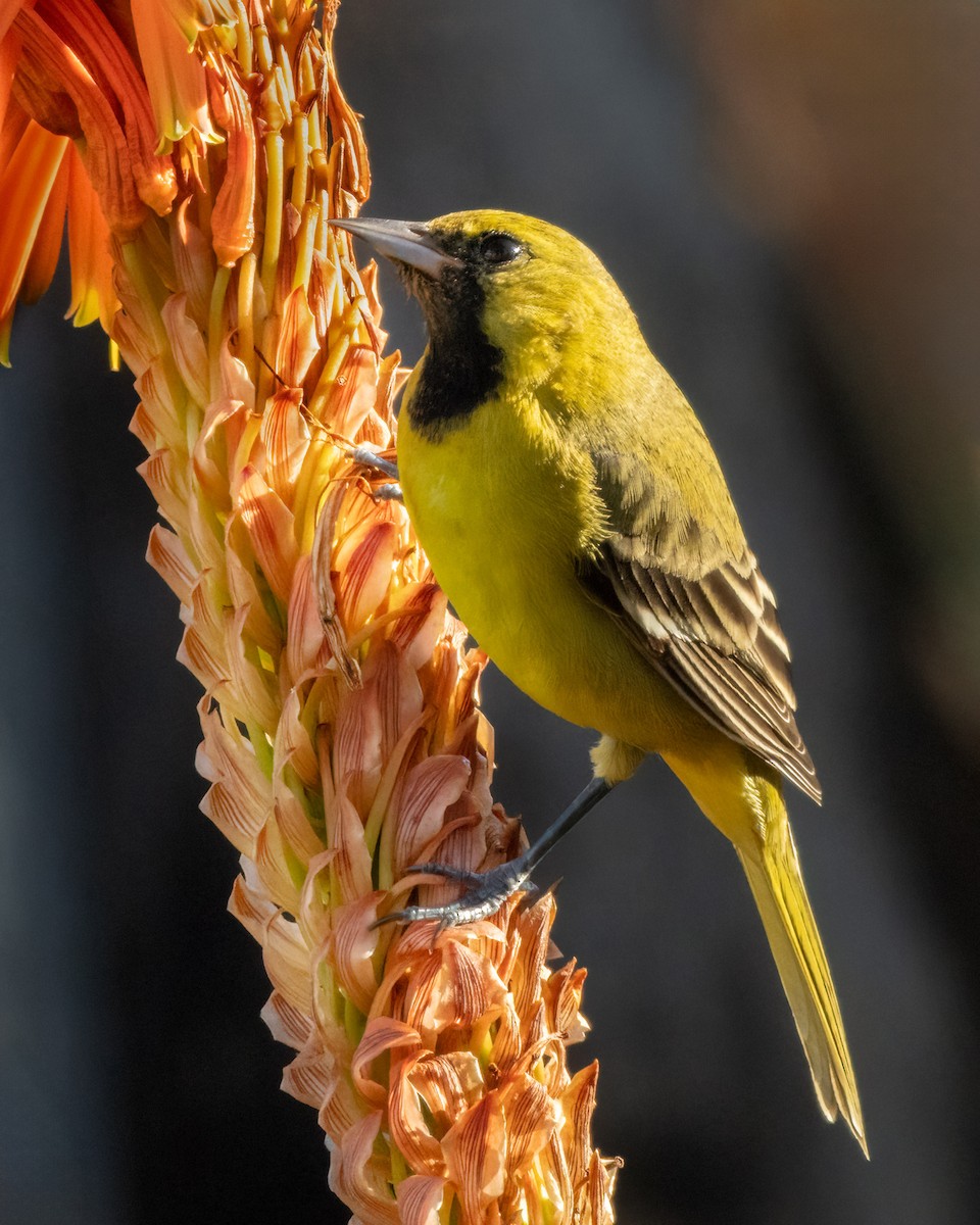 Orchard Oriole - ML612581401