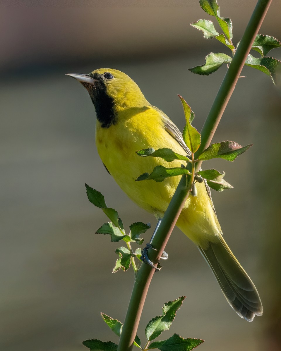 Orchard Oriole - ML612581402