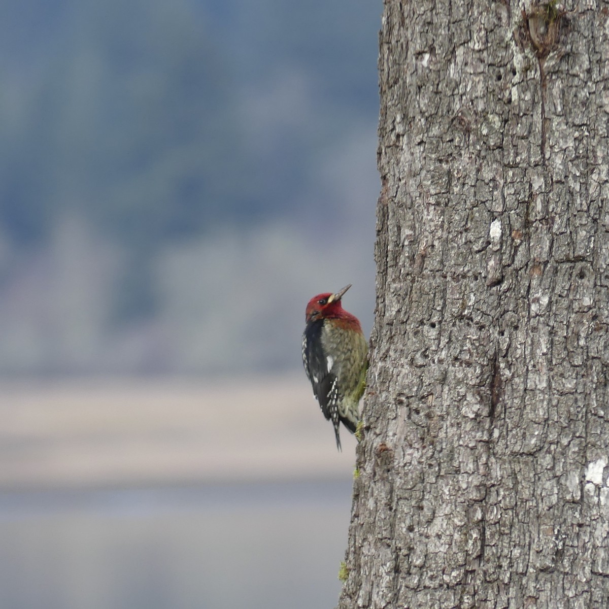Red-breasted Sapsucker - ML612581405