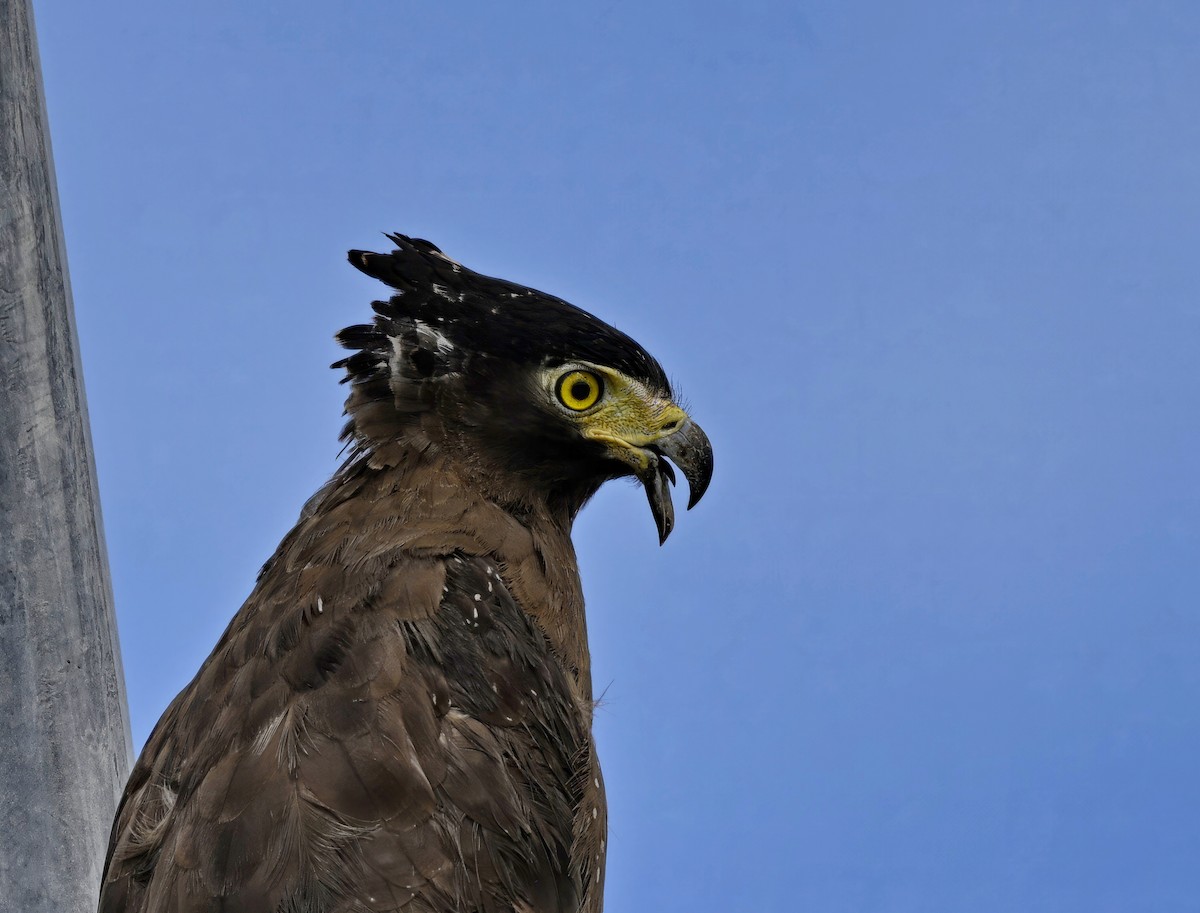 Crested Serpent-Eagle - ML612581893