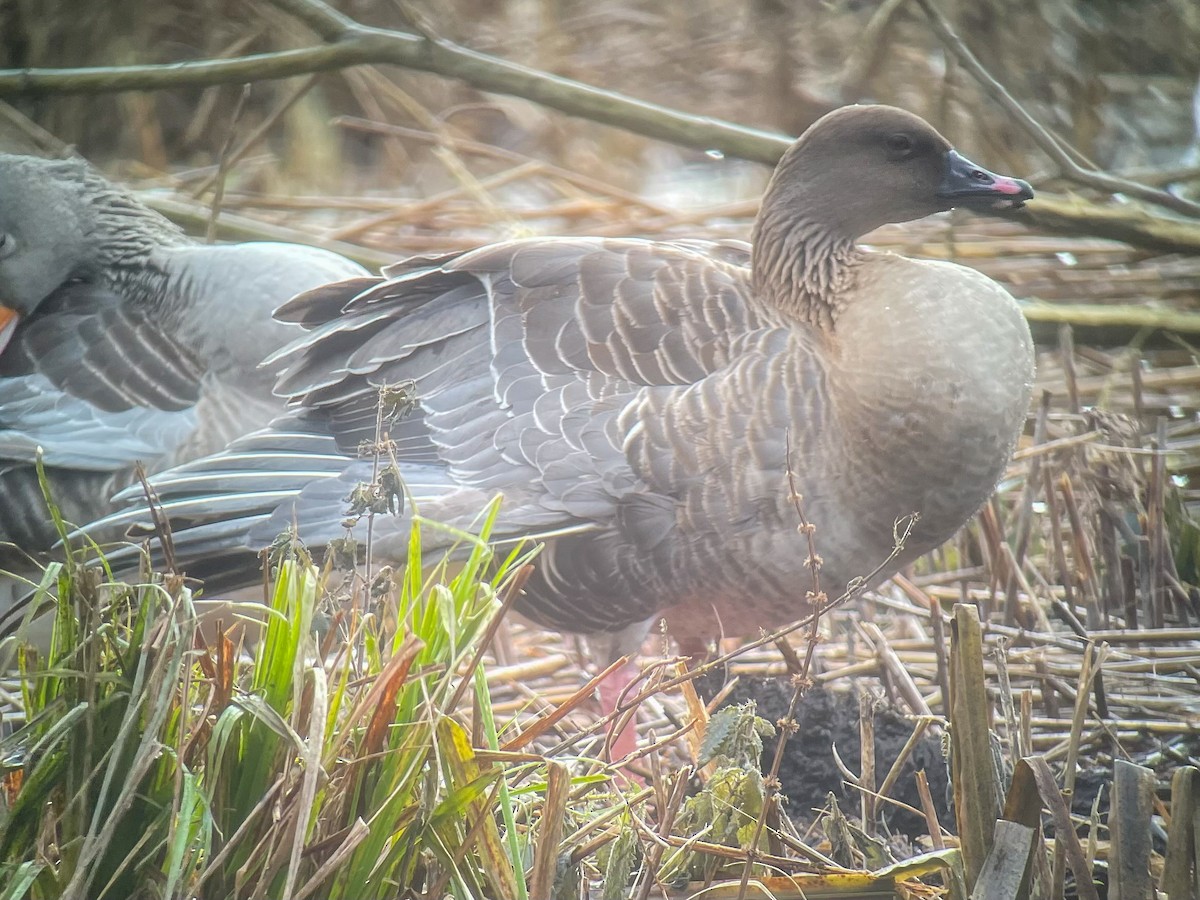 Pink-footed Goose - ML612582224