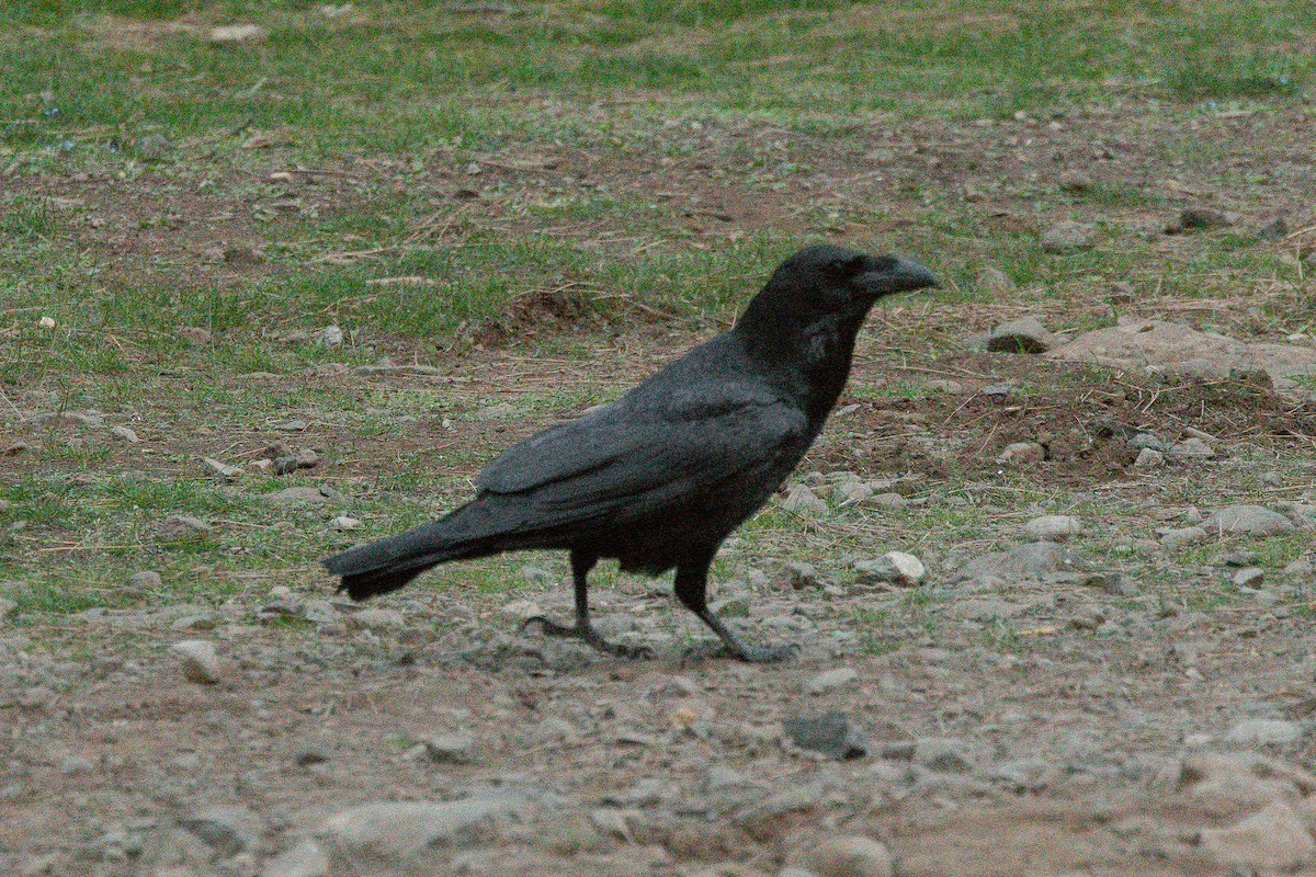 Common Raven - ML612582265
