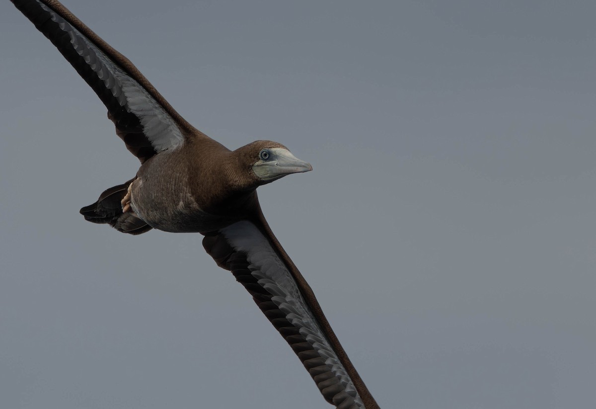 Brown Booby (Forster's) - ML612582511