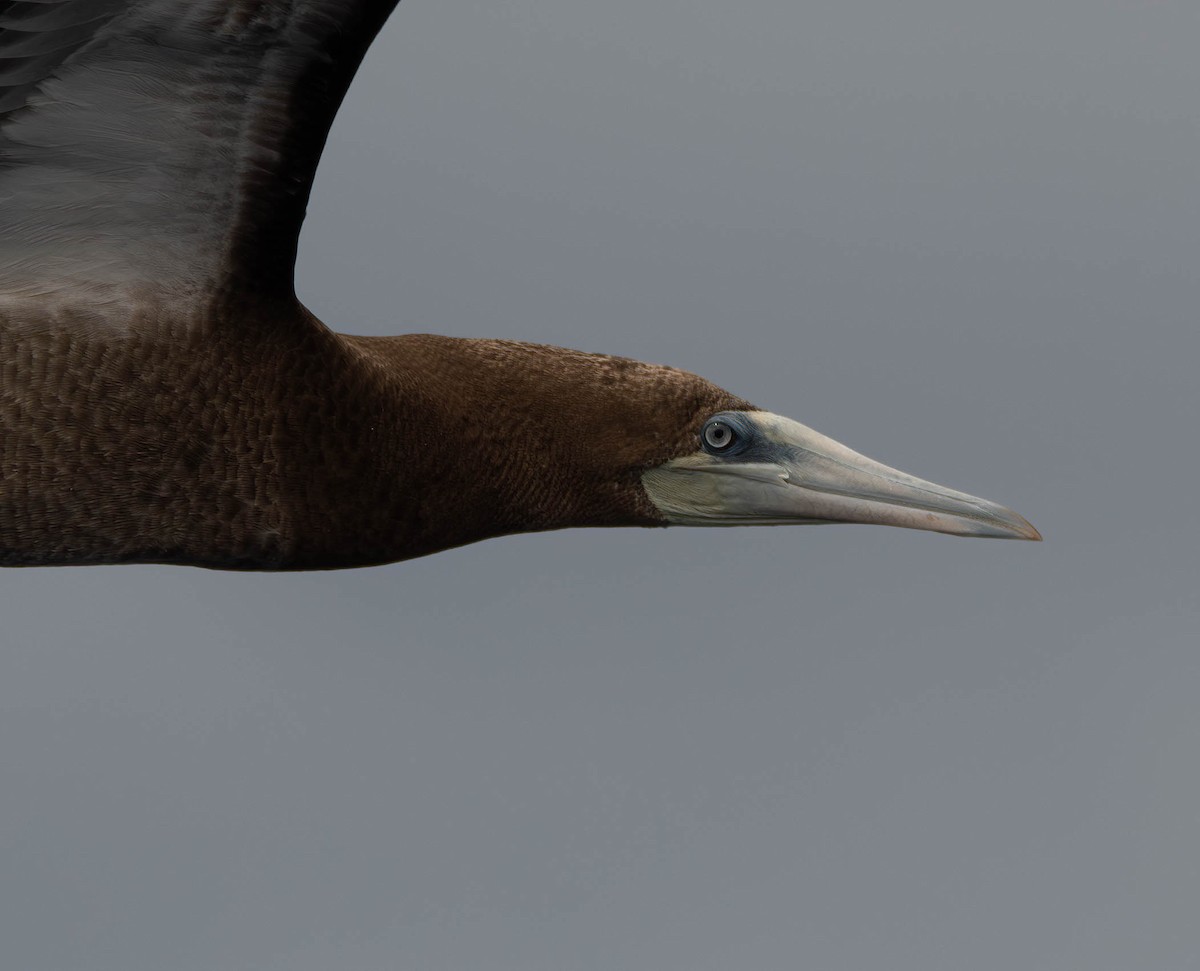 Brown Booby (Forster's) - ML612582512