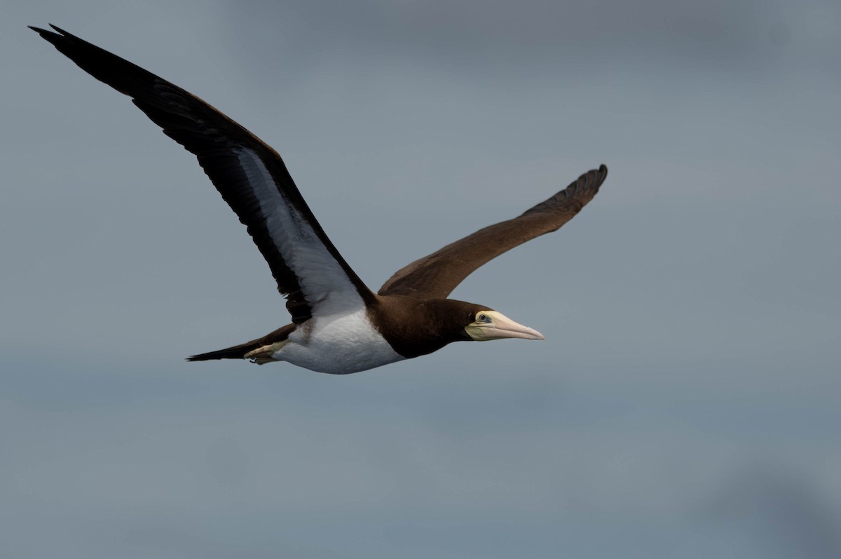 Brown Booby (Forster's) - ML612582513