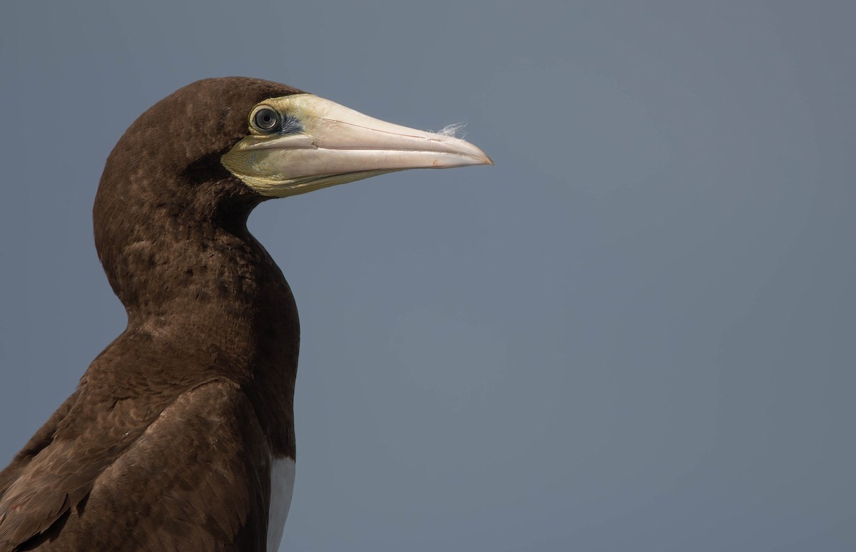 Brown Booby (Forster's) - ML612582523