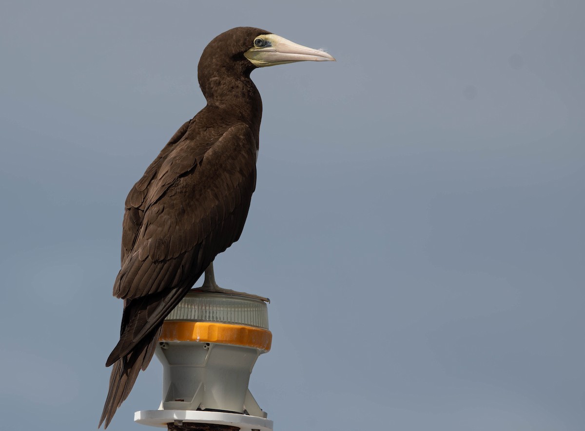 Brown Booby (Forster's) - Henry Witsken