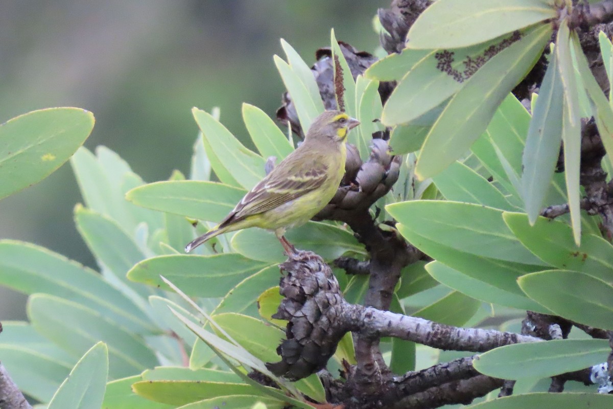 Yellow-fronted Canary - ML612582877
