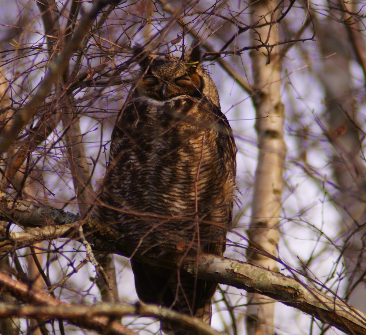 Great Horned Owl - ML612582991