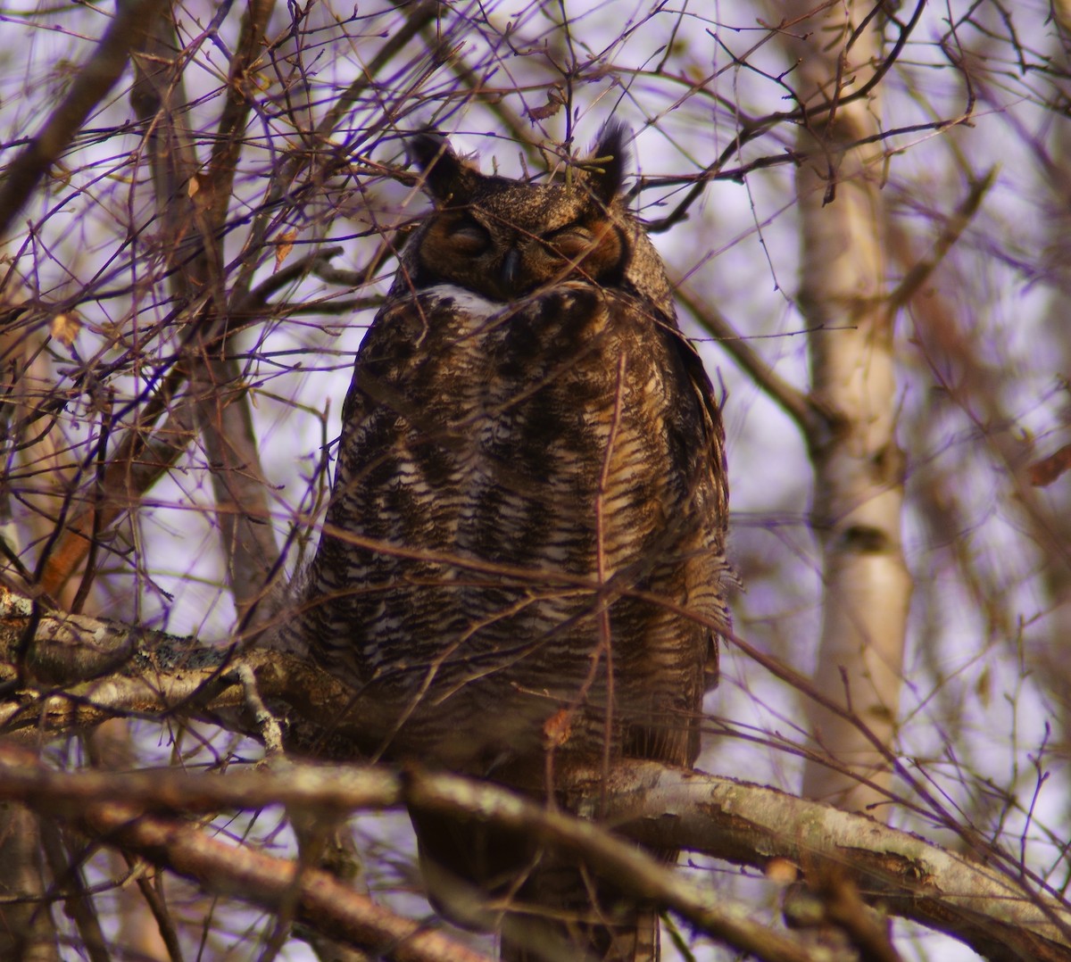 Great Horned Owl - ML612583003
