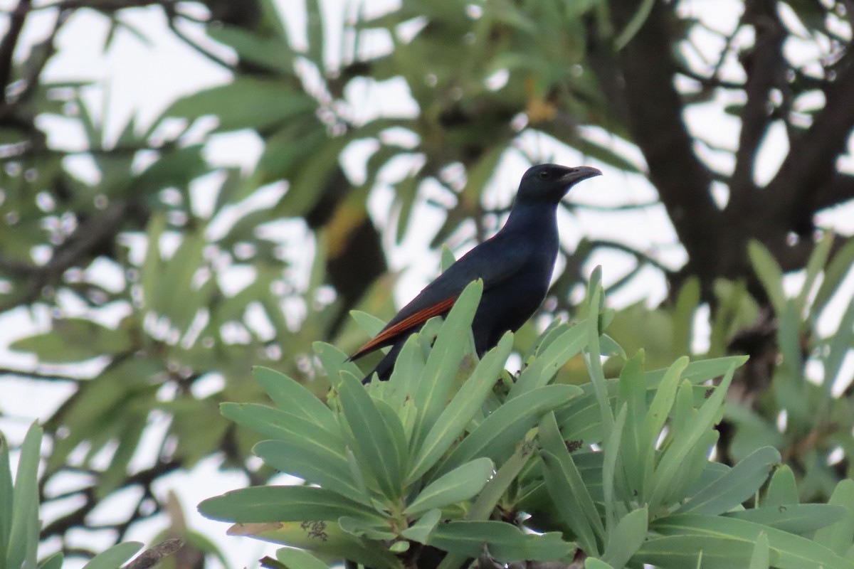 Red-winged Starling - ML612583004