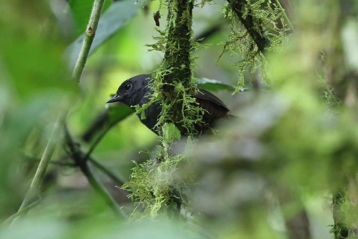 Long-tailed Tapaculo - ML612583214