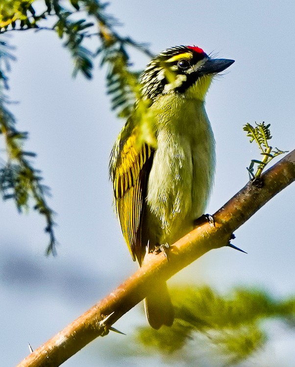 Red-fronted Tinkerbird - ML612583239