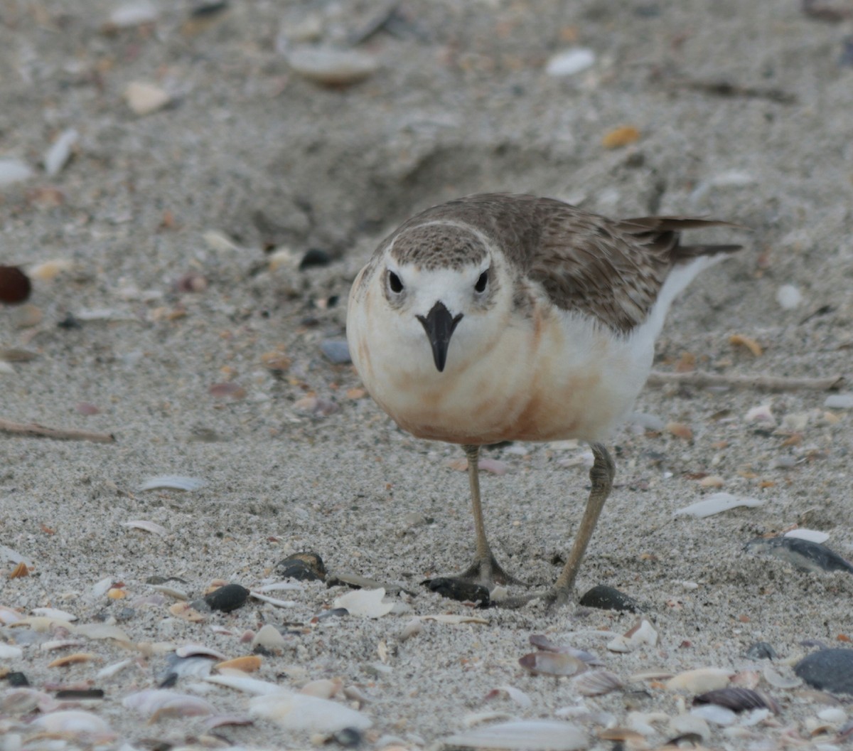 Red-breasted Dotterel - ML612583244