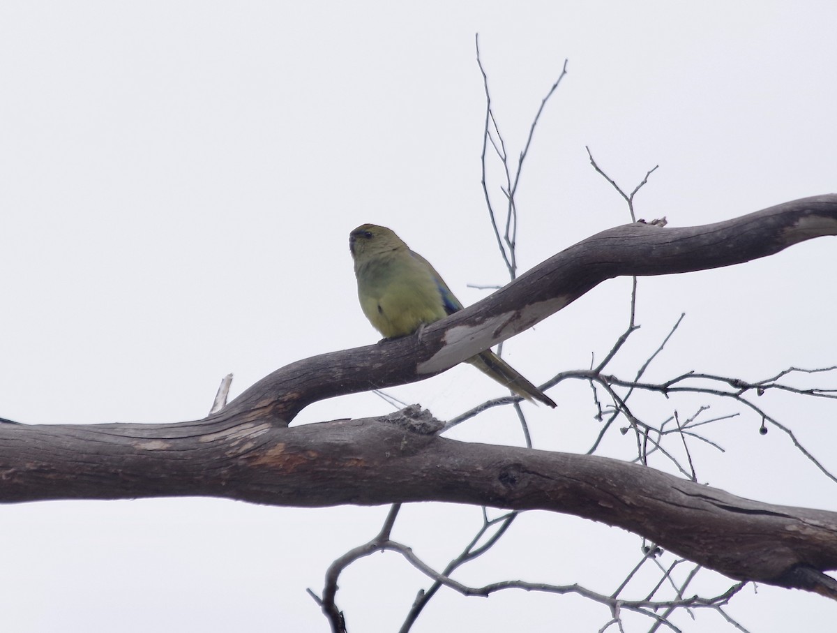 Blue-winged Parrot - ML612584251