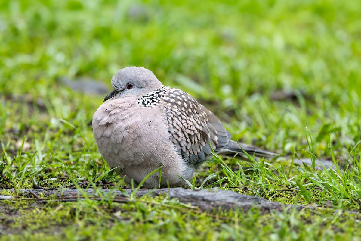 Spotted Dove (Western) - ML612584419