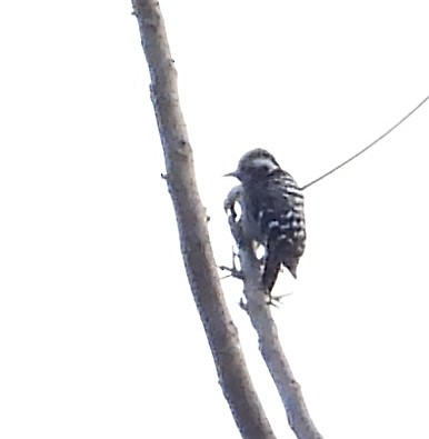 Gray-capped Pygmy Woodpecker - ML612584592