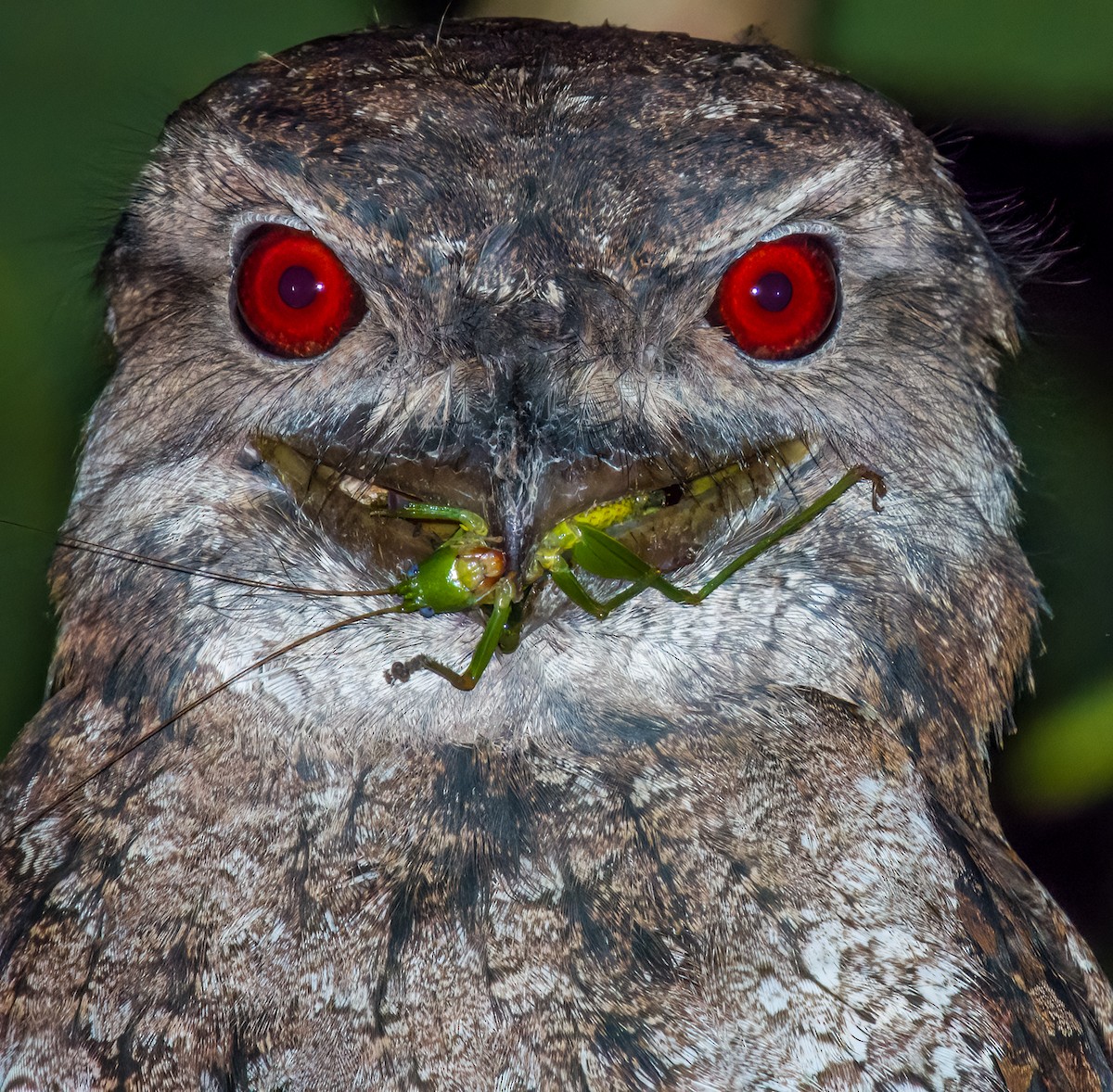 Papuan Frogmouth - ML612584629