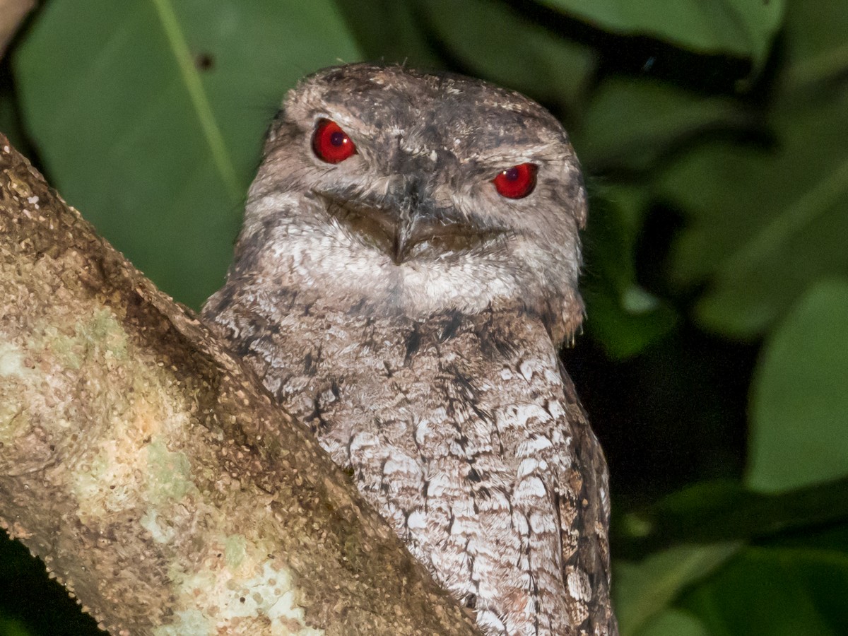 Papuan Frogmouth - ML612584631