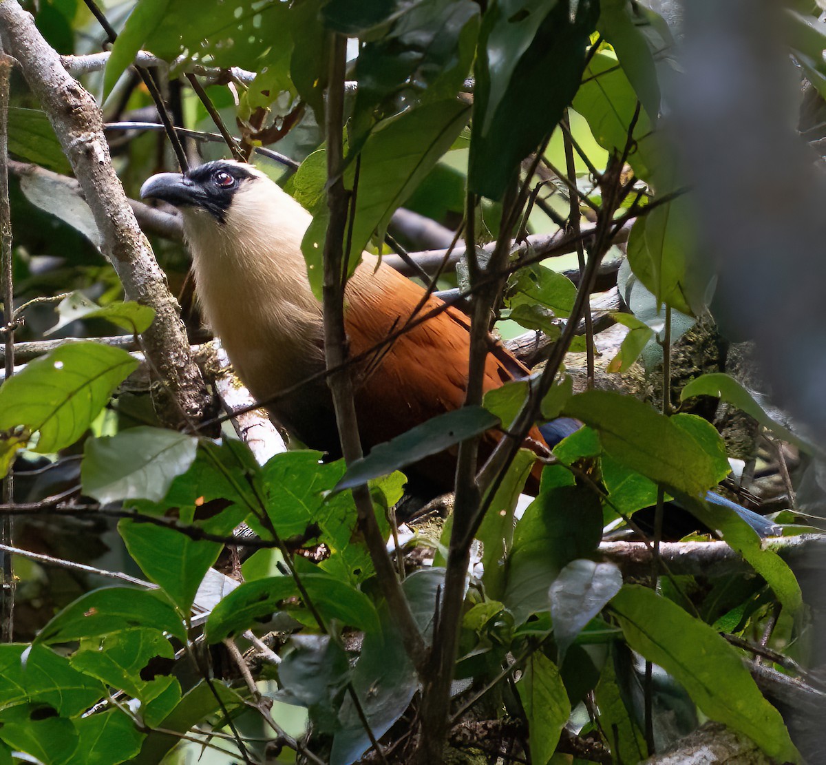 Black-faced Coucal - Kevin Pearce