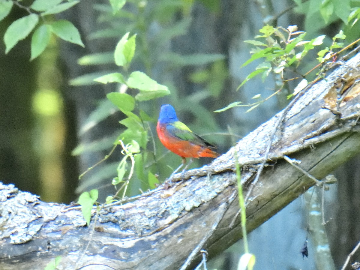 Painted Bunting - ML612584921