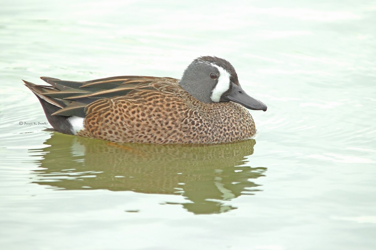 Blue-winged Teal - ML61258521