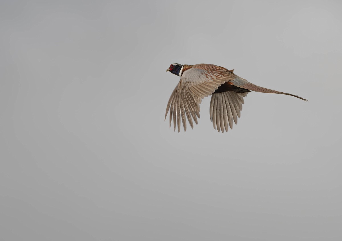 Ring-necked Pheasant - ML612585436