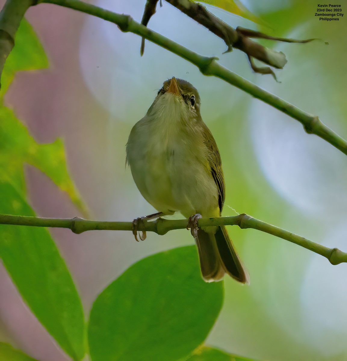 Philippine Leaf Warbler - ML612585475