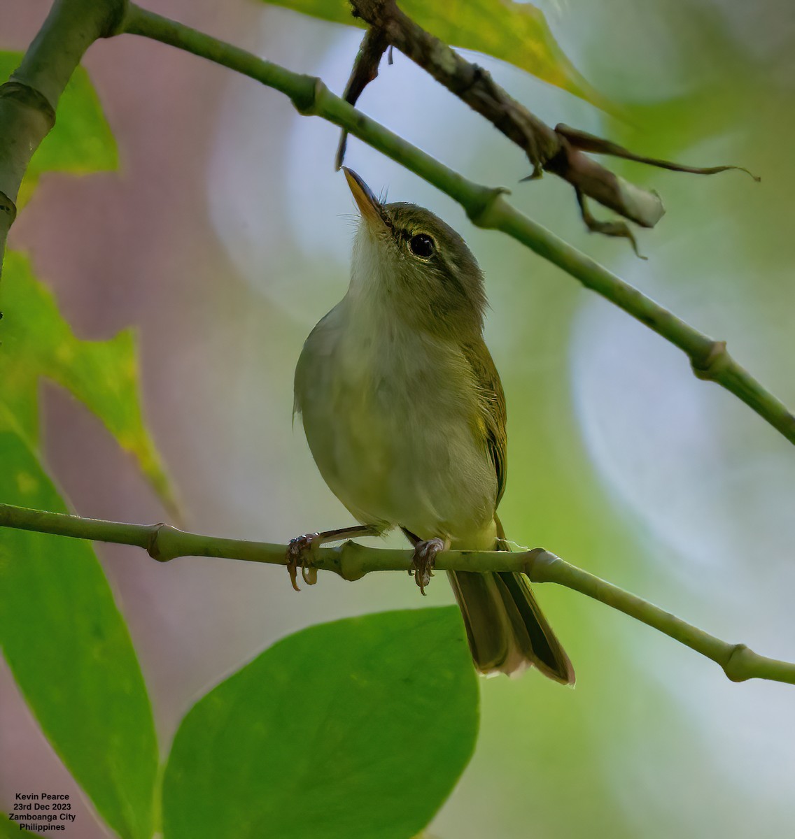 Philippine Leaf Warbler - Kevin Pearce