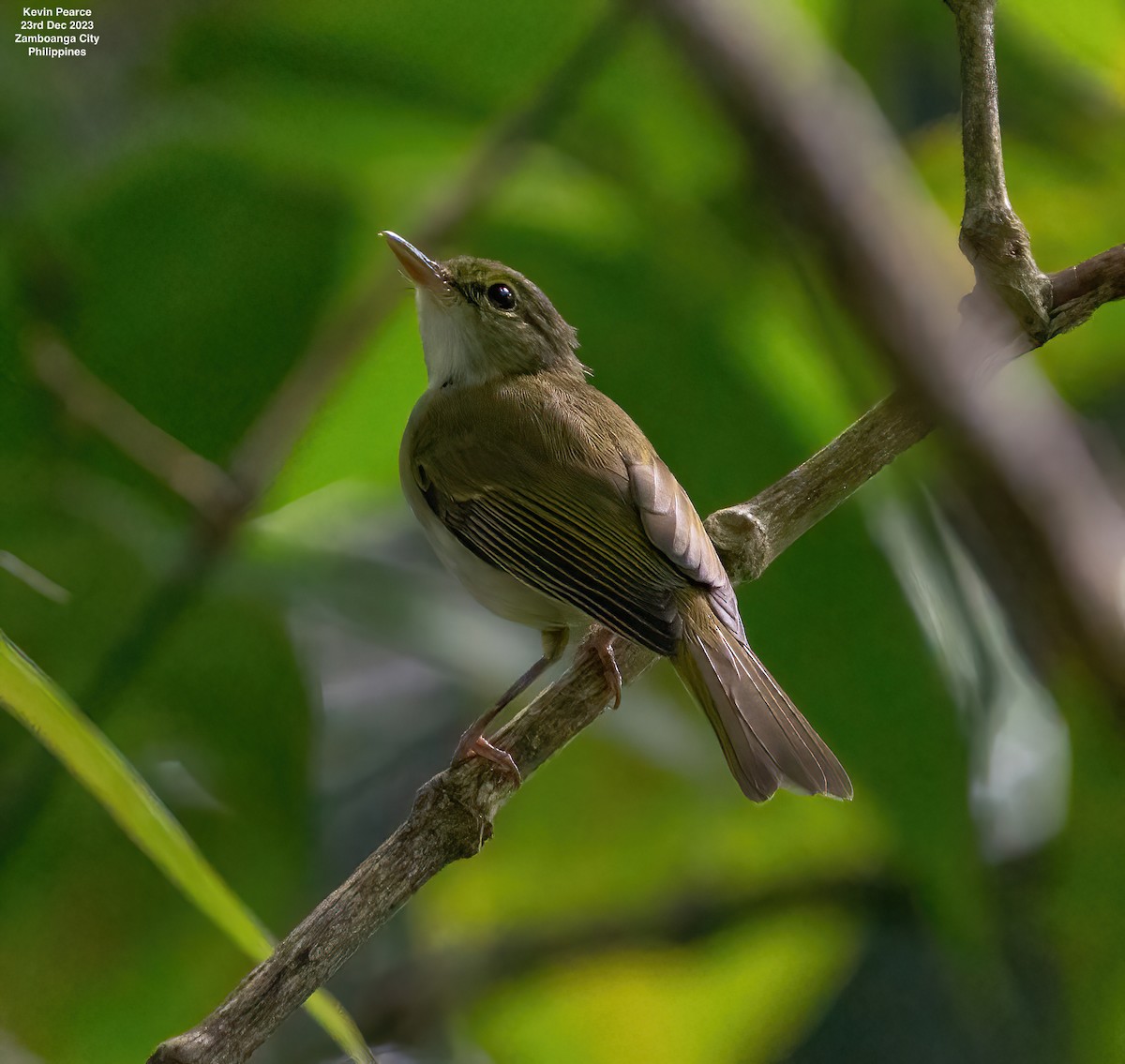 Philippine Leaf Warbler - ML612585482