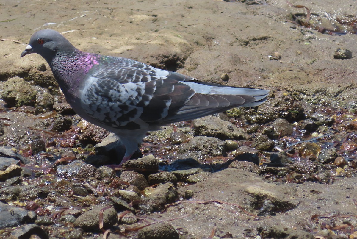 Rock Pigeon (Feral Pigeon) - ML612585525