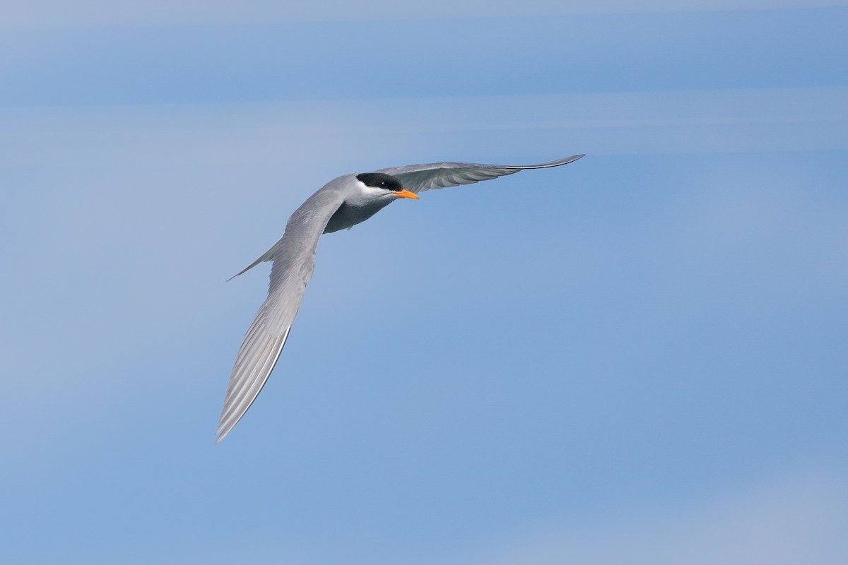 Black-fronted Tern - Po-Wei Chi