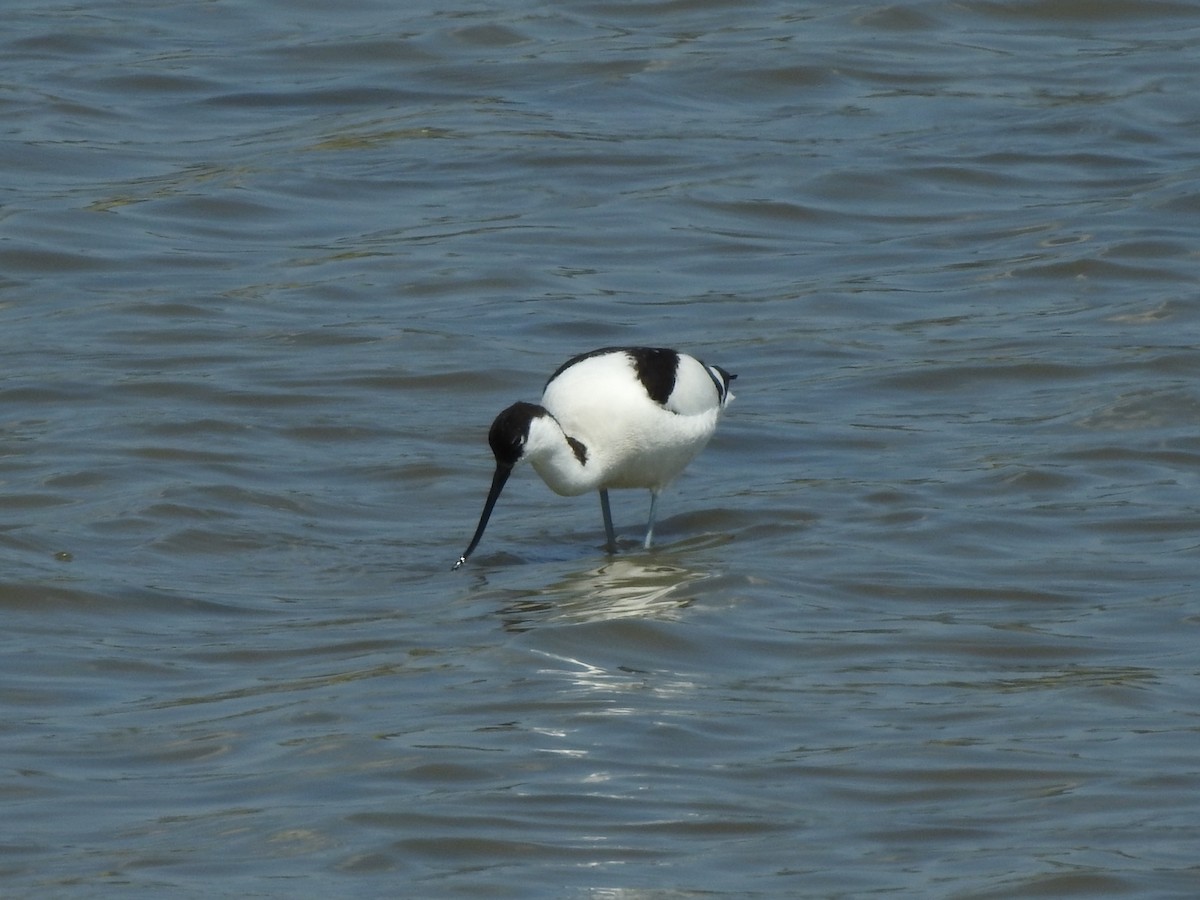 Pied Avocet - Oliver Simms