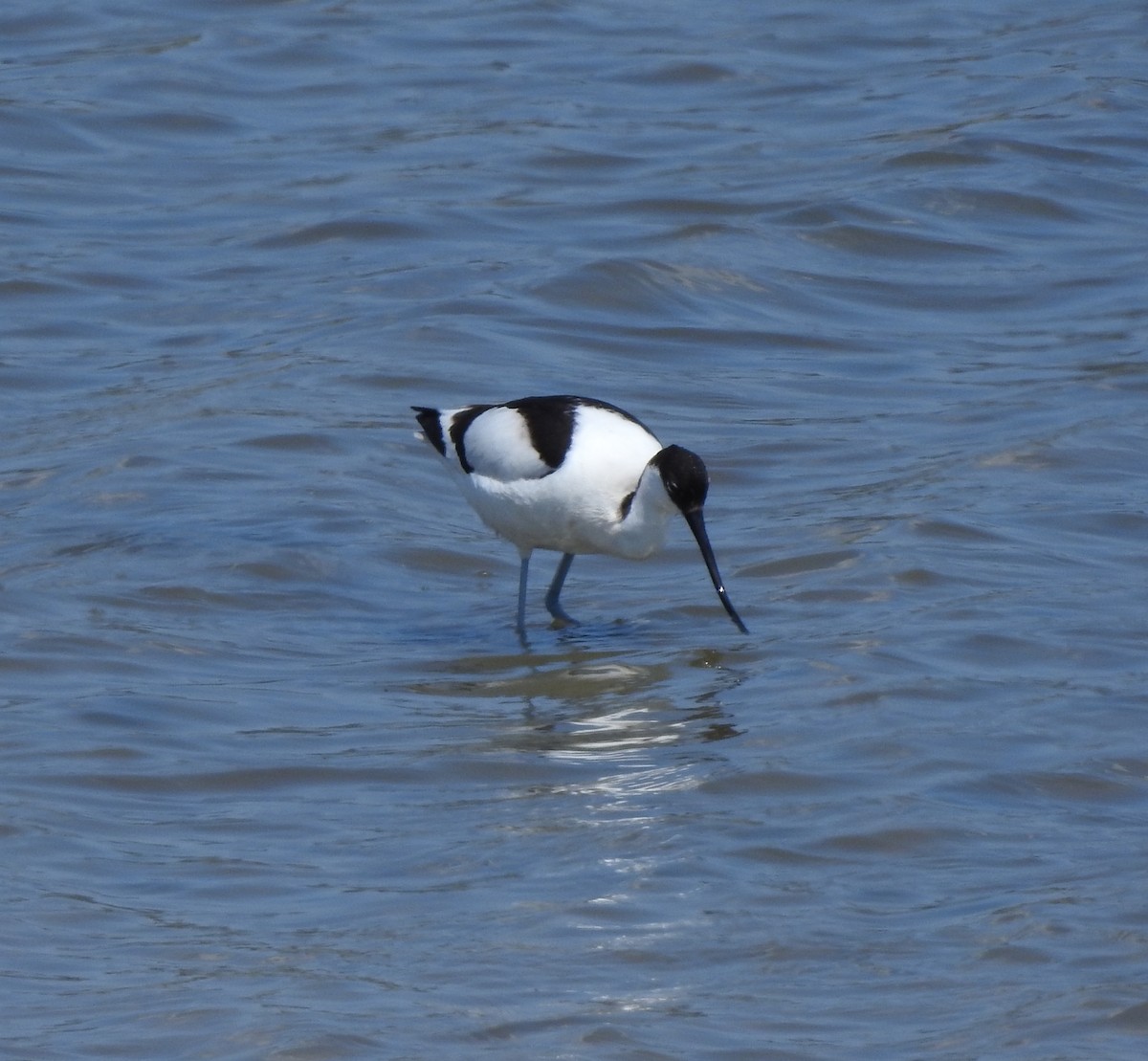 Pied Avocet - Oliver Simms