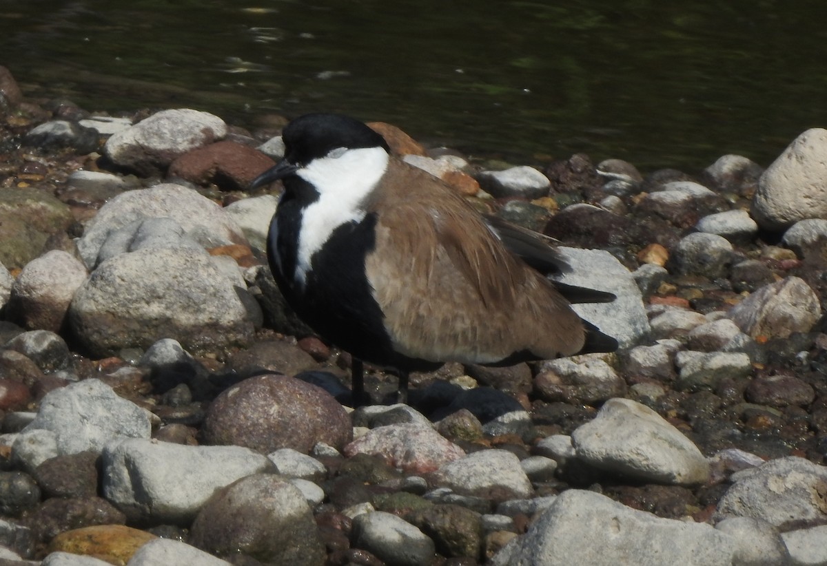Spur-winged Lapwing - ML612585587