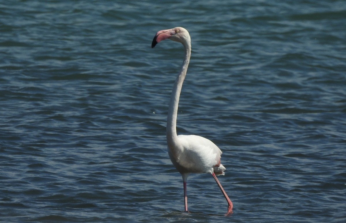 Greater Flamingo - Oliver Simms