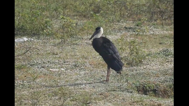 Asian Woolly-necked Stork - ML612586299