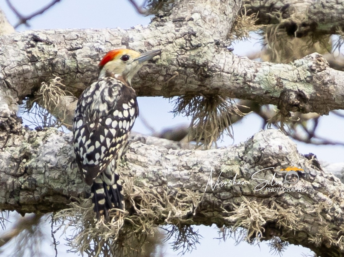 Yellow-crowned Woodpecker - ML612586372