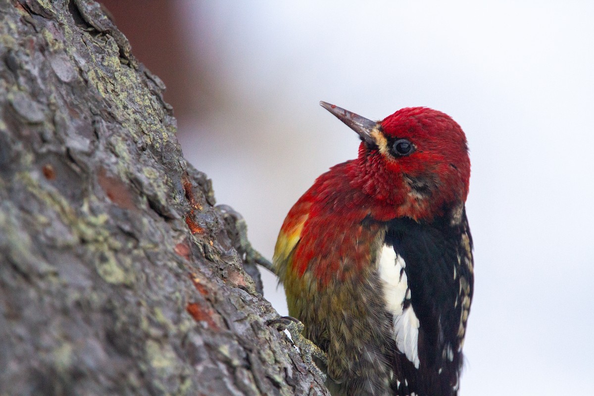 Red-breasted Sapsucker - ML612586685