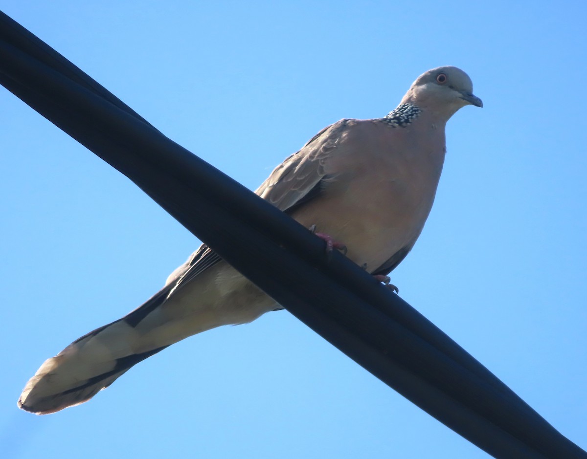 Spotted Dove - ML612586753