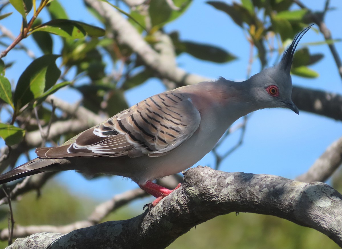 Crested Pigeon - ML612586759