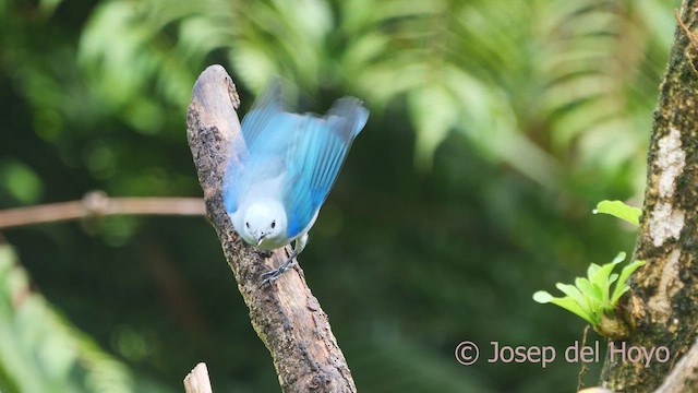 Blue-gray Tanager - ML612587281