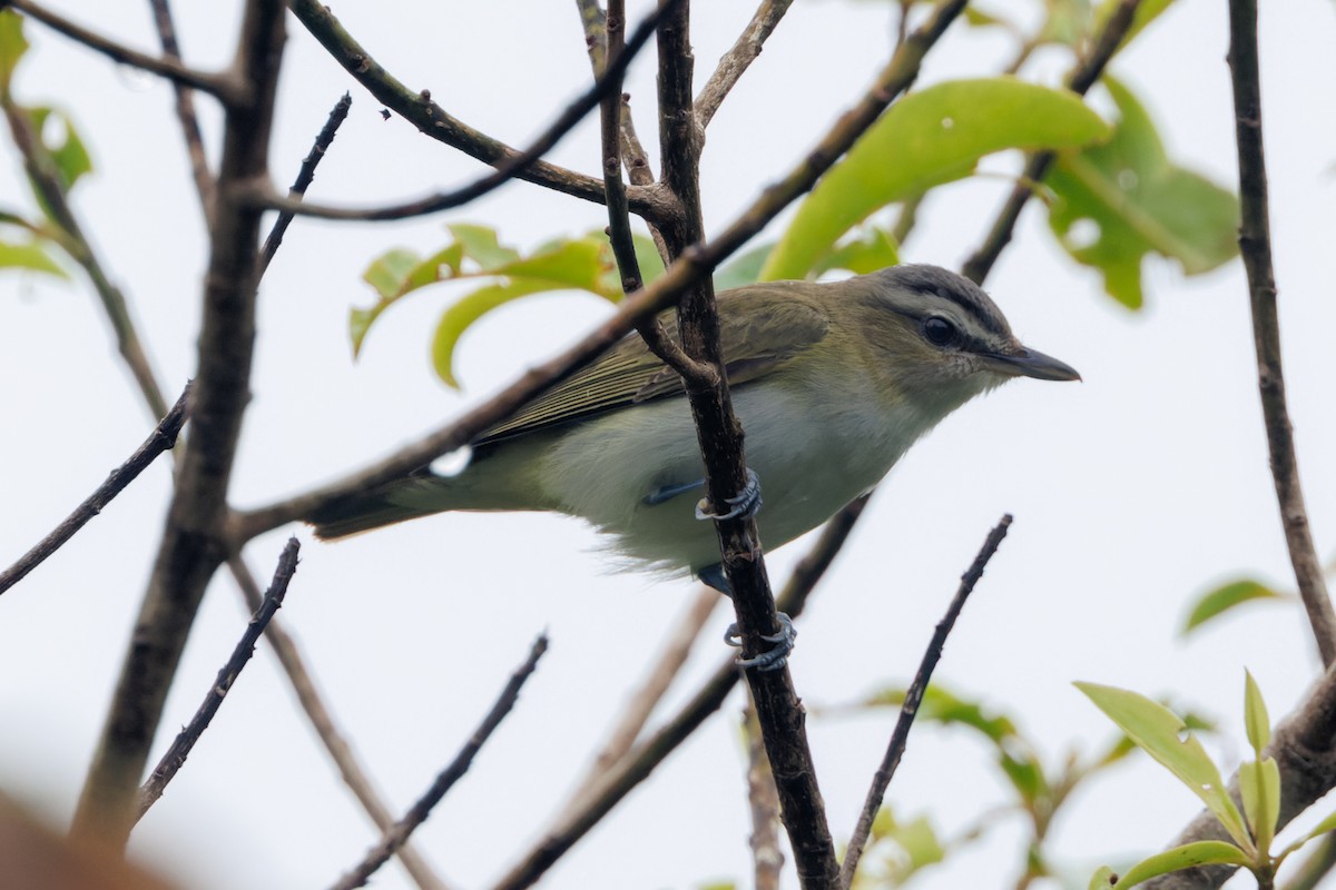 Red-eyed/Chivi Vireo - ML612587285