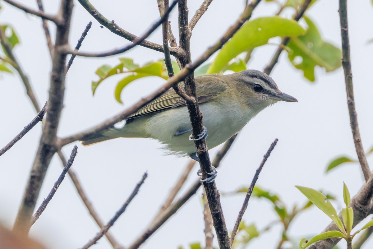 Red-eyed/Chivi Vireo - ML612587286