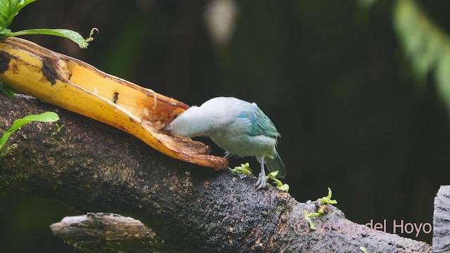 Blue-gray Tanager - ML612587328