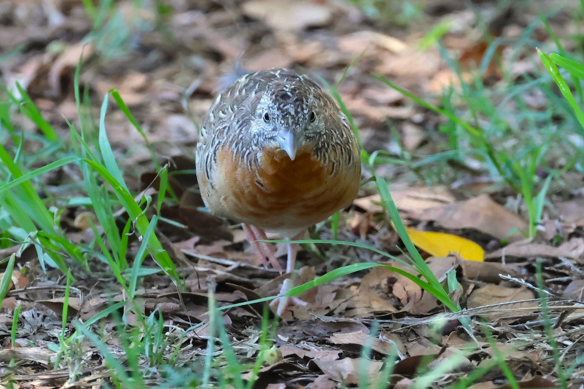 Red-chested Buttonquail - ML612587350